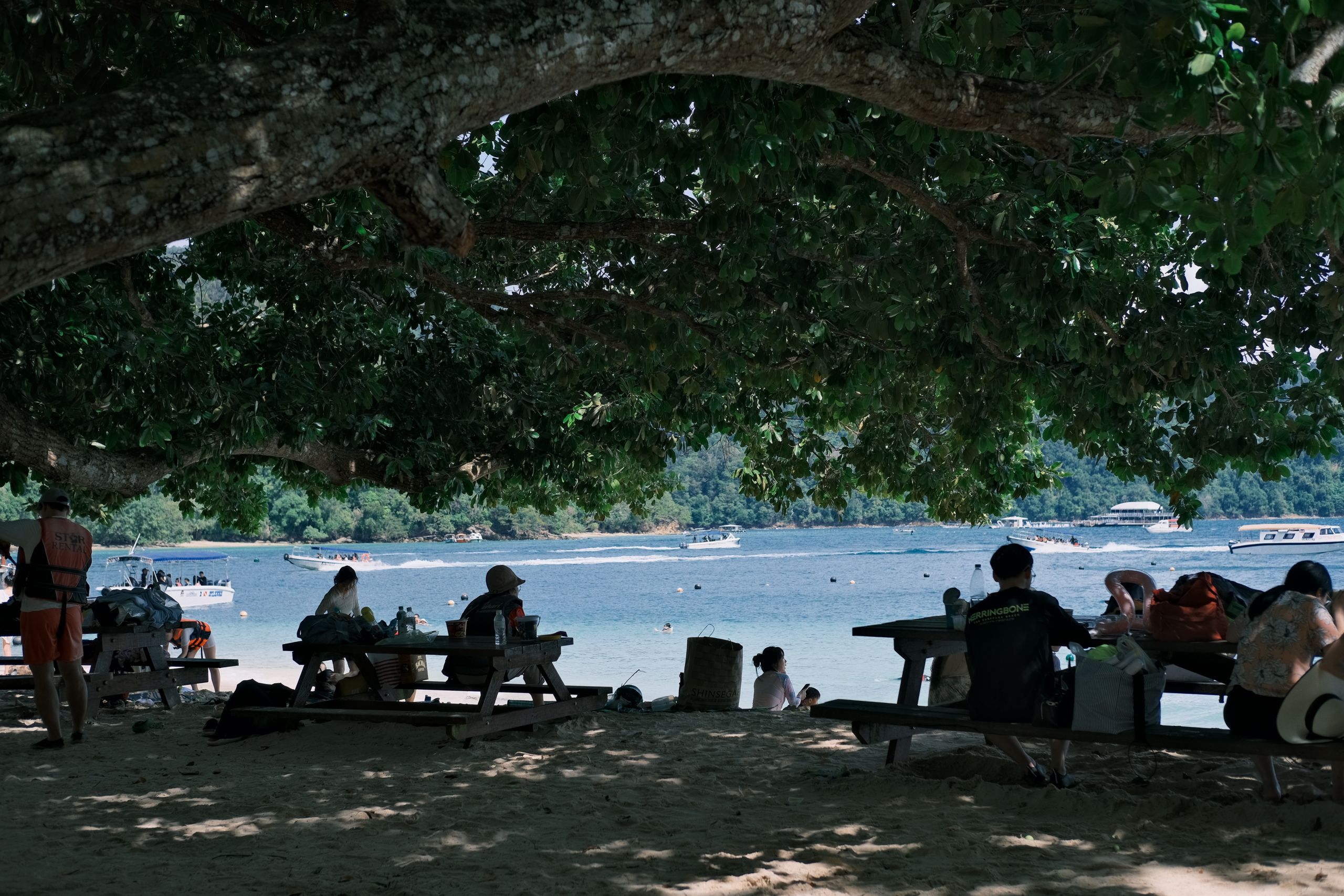 People enjoying a picnic under a large tree by the beach, with boats in the distance.